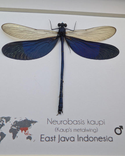 Framed Blue Metalwing Damselfly, Ethically Sourced Entomology Gift (6x6)
