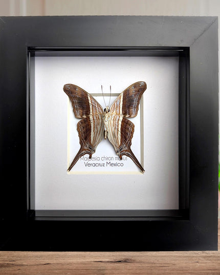 Framed Many-Banded Daggerwing Butterfly Taxidermy, Nature Art (4x4)