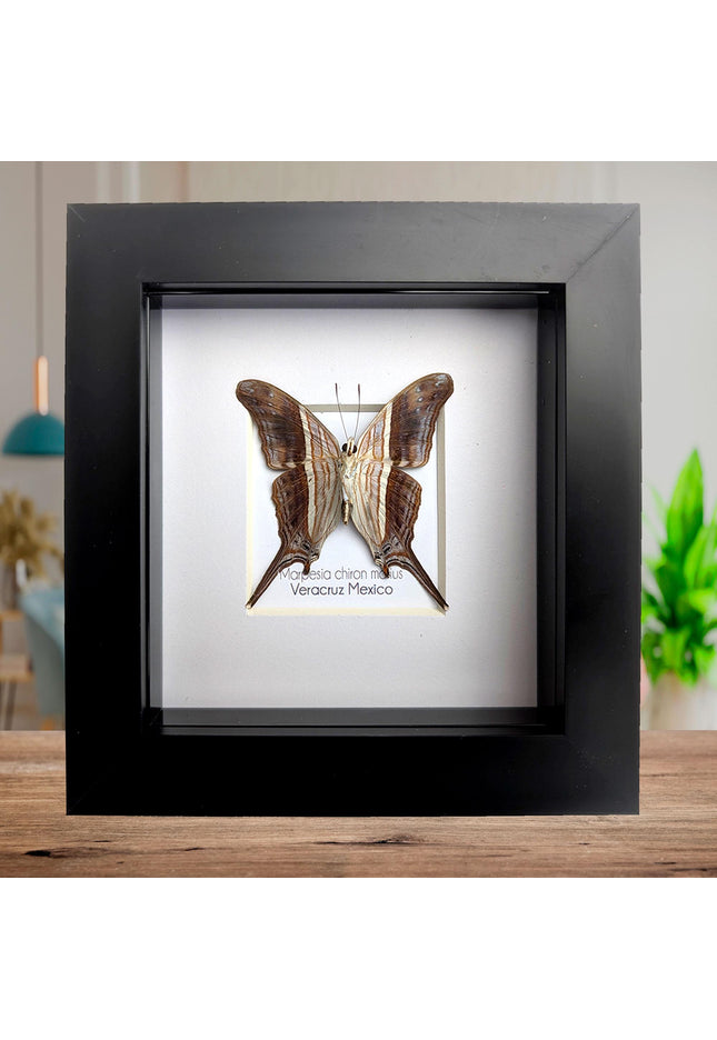 Framed Many-Banded Daggerwing Butterfly Taxidermy, Nature Art (4x4)