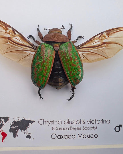 Chrysina plusiotis victorina wings opened,  beyers mexican scarab, oaxaca mexico, taxidermy gift, entomology present, frame 6"x6"