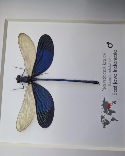 Framed Blue Metalwing Damselfly, Ethically Sourced Entomology Gift (6x6)