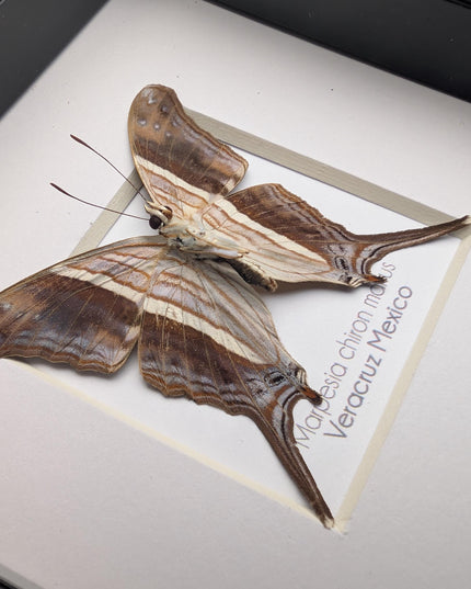 Framed Many-Banded Daggerwing Butterfly Taxidermy, Nature Art (4x4)
