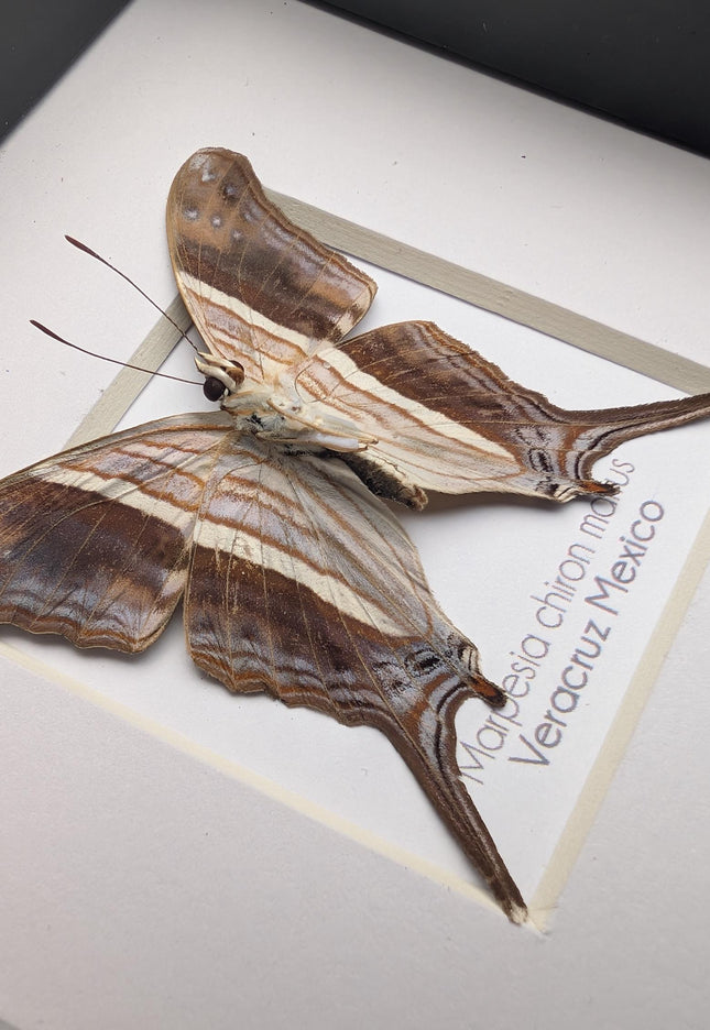 Framed Many-Banded Daggerwing Butterfly Taxidermy, Nature Art (4x4)