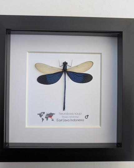 Framed Blue Metalwing Damselfly, Ethically Sourced Entomology Gift (6x6)