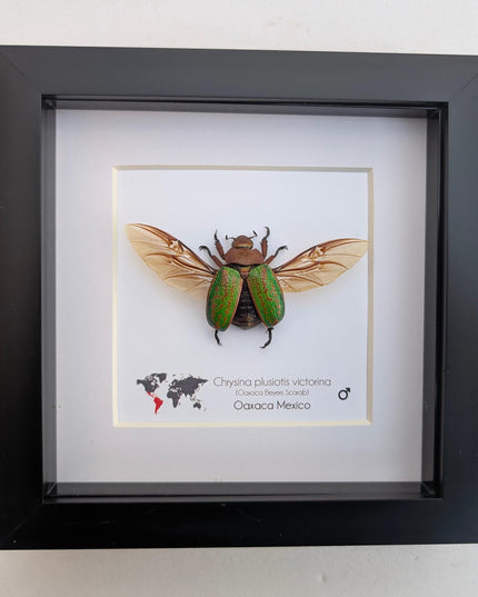 Chrysina plusiotis victorina wings opened,  beyers mexican scarab, oaxaca mexico, taxidermy gift, entomology present, frame 6"x6"