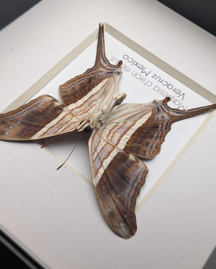 Framed Many-Banded Daggerwing Butterfly Taxidermy, Nature Art (4x4)