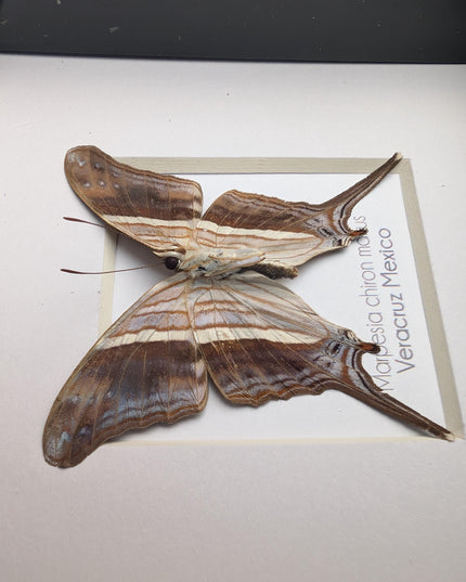 Framed Many-Banded Daggerwing Butterfly Taxidermy, Nature Art (4x4)