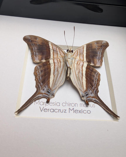 Framed Many-Banded Daggerwing Butterfly Taxidermy, Nature Art (4x4)