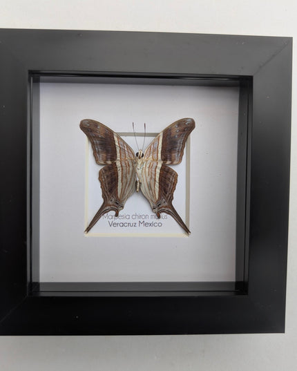 Framed Many-Banded Daggerwing Butterfly Taxidermy, Nature Art (4x4)