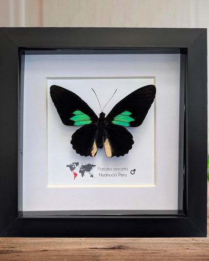 Framed Parides Sesostris Butterfly, Emerald-Patched Cattleheart, Entomology Gift