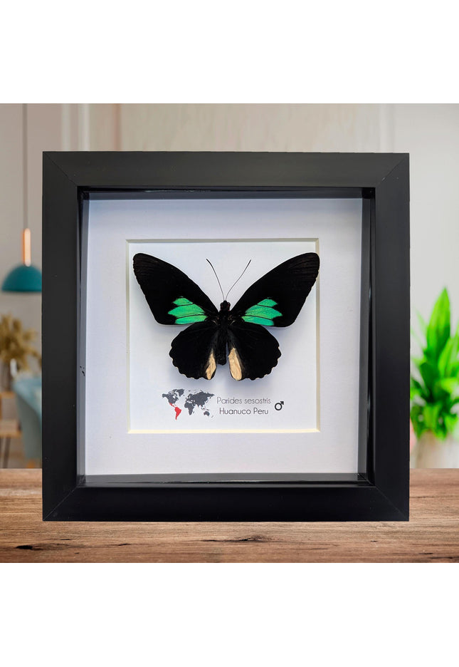 Framed Parides Sesostris Butterfly, Emerald-Patched Cattleheart, Entomology Gift