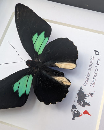 Framed Parides Sesostris Butterfly, Emerald-Patched Cattleheart, Entomology Gift