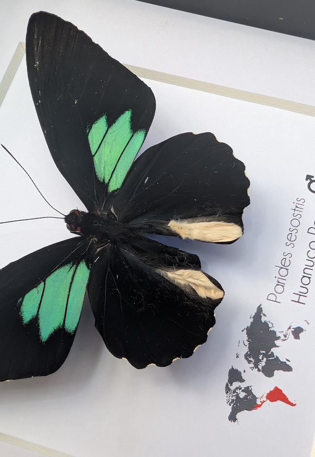 Framed Parides Sesostris Butterfly, Emerald-Patched Cattleheart, Entomology Gift