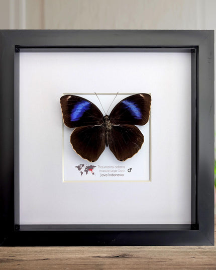 Framed Thaumantis odana, Malayan Jungle Glory, Taxidermy Wall Decor, 8x8