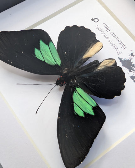 Framed Parides Sesostris Butterfly, Emerald-Patched Cattleheart, Entomology Gift
