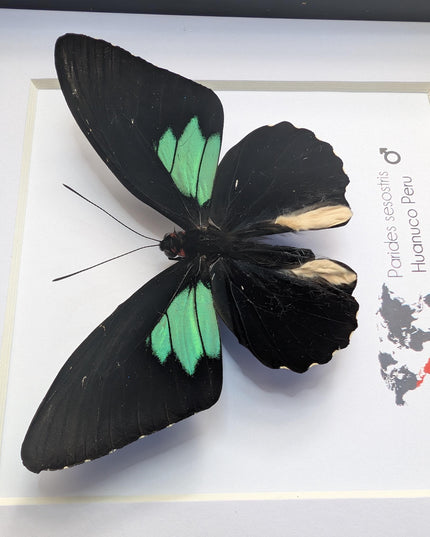 Framed Parides Sesostris Butterfly, Emerald-Patched Cattleheart, Entomology Gift