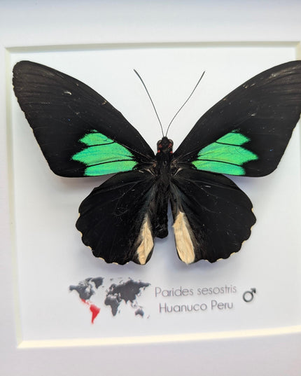 Framed Parides Sesostris Butterfly, Emerald-Patched Cattleheart, Entomology Gift