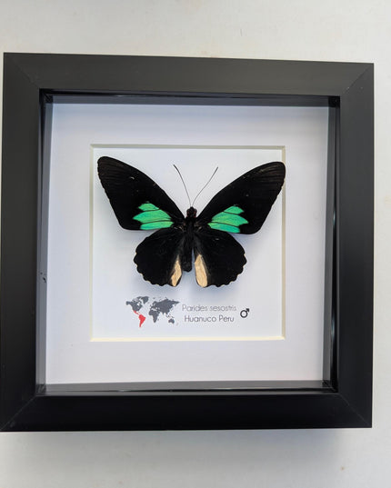 Framed Parides Sesostris Butterfly, Emerald-Patched Cattleheart, Entomology Gift