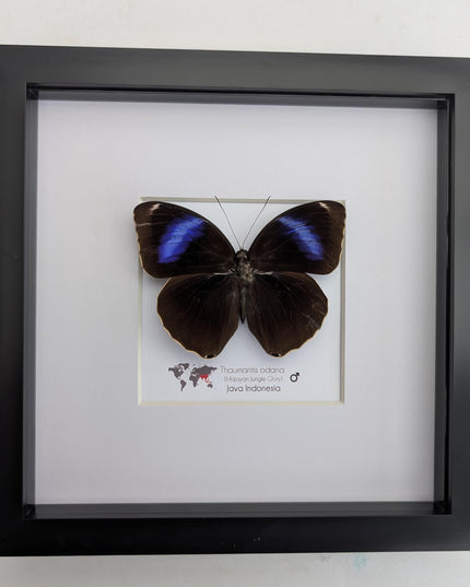 Framed Thaumantis odana, Malayan Jungle Glory, Taxidermy Wall Decor, 8x8