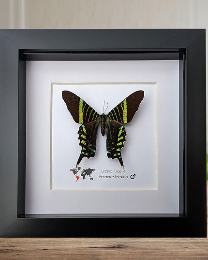 Framed Urania Swallowtail Moth, Ethically Sourced Taxidermy Specimen