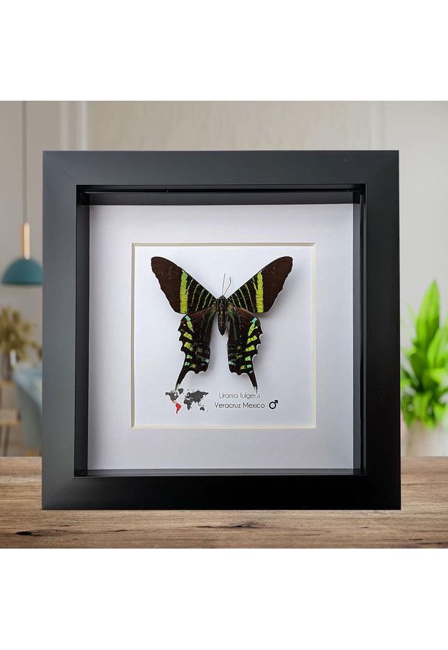 Framed Urania Swallowtail Moth, Ethically Sourced Taxidermy Specimen