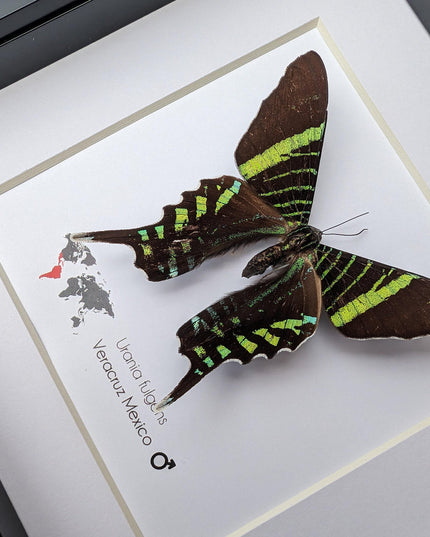 Framed Urania Swallowtail Moth, Ethically Sourced Taxidermy Specimen