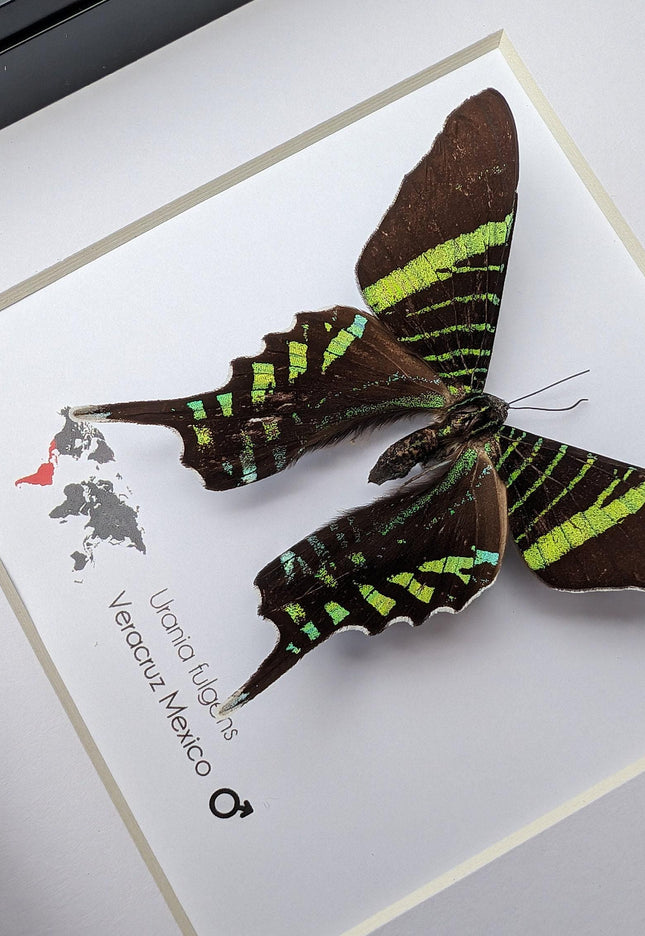 Framed Urania Swallowtail Moth, Ethically Sourced Taxidermy Specimen
