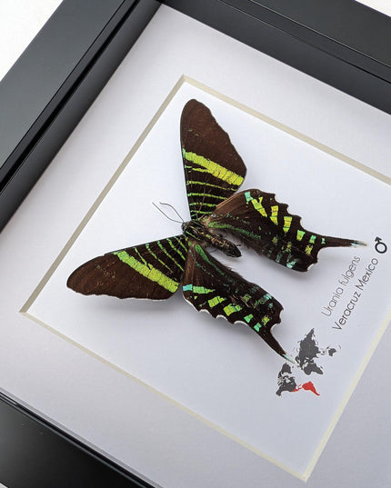 Framed Urania Swallowtail Moth, Ethically Sourced Taxidermy Specimen