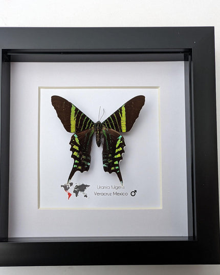 Framed Urania Swallowtail Moth, Ethically Sourced Taxidermy Specimen