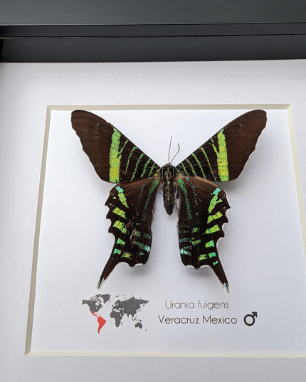 Framed Urania Swallowtail Moth, Ethically Sourced Taxidermy Specimen