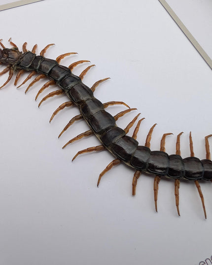 Taxidermy Red-Headed Centipede Display, Framed Natur Art (8x10)