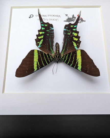 Framed Urania Swallowtail Moth, Ethically Sourced Taxidermy Specimen