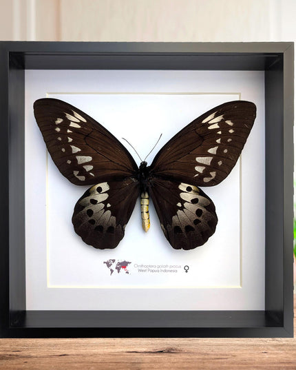 Framed Goliath Birdwing Butterfly, Ornithoptera goliath procus, Entomology Gift