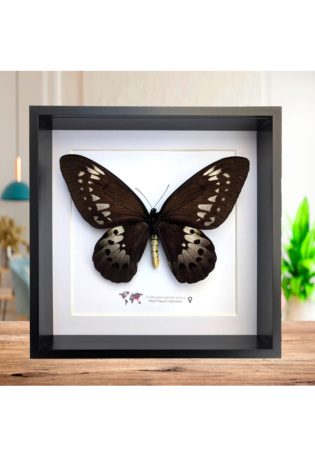 Framed Goliath Birdwing Butterfly, Ornithoptera goliath procus, Entomology Gift