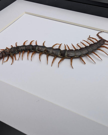 Taxidermy Red-Headed Centipede Display, Framed Natur Art (8x10)
