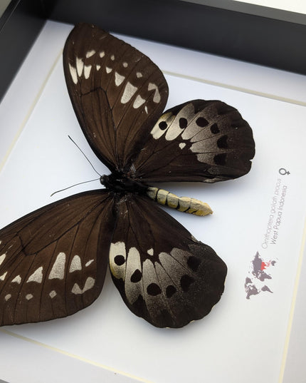Framed Goliath Birdwing Butterfly, Ornithoptera goliath procus, Entomology Gift