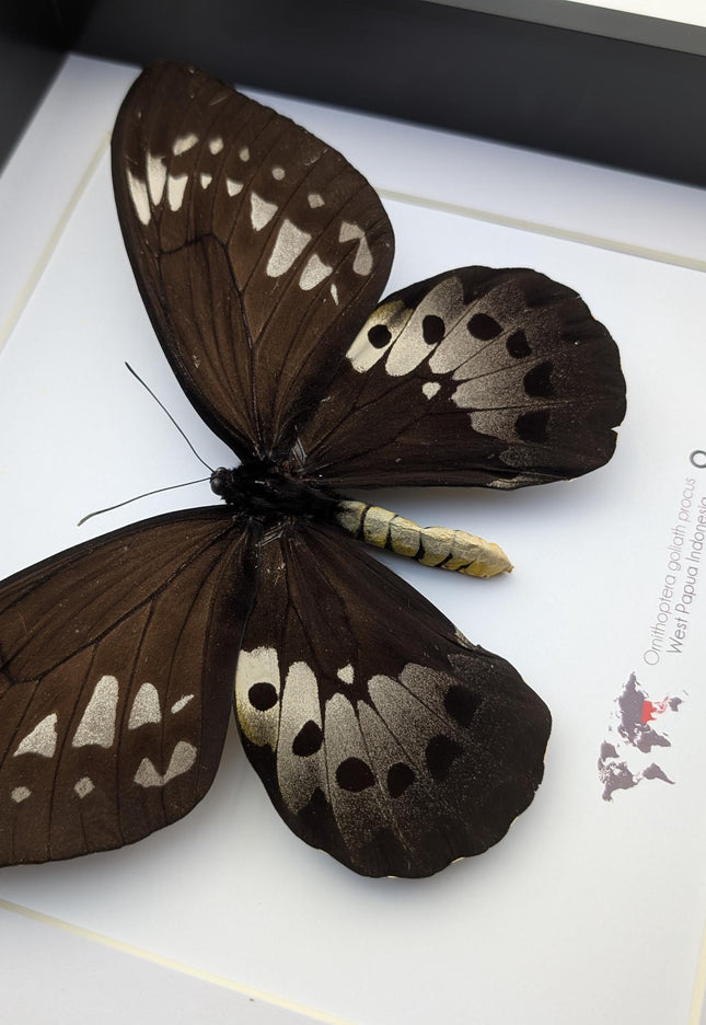 Framed Goliath Birdwing Butterfly, Ornithoptera goliath procus, Entomology Gift