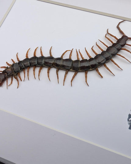 Taxidermy Red-Headed Centipede Display, Framed Natur Art (8x10)