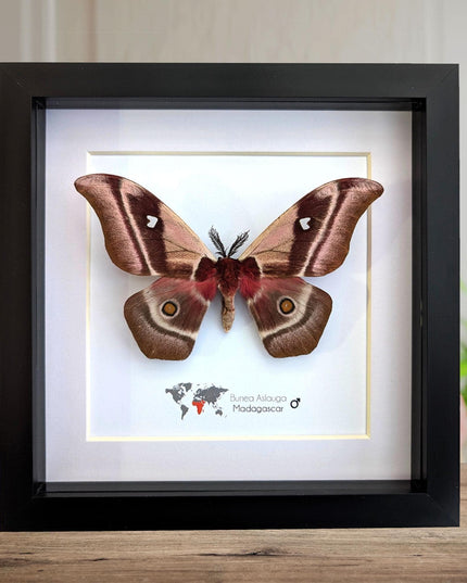 Framed madagascar emperor moth, bunaea aslauga, entomology wall art (8x8)
