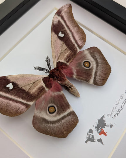 Framed madagascar emperor moth, bunaea aslauga, entomology wall art (8x8)