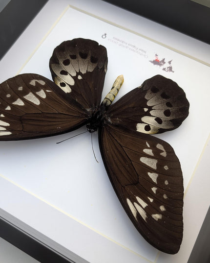 Framed Goliath Birdwing Butterfly, Ornithoptera goliath procus, Entomology Gift
