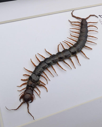 Taxidermy Red-Headed Centipede Display, Framed Natur Art (8x10)