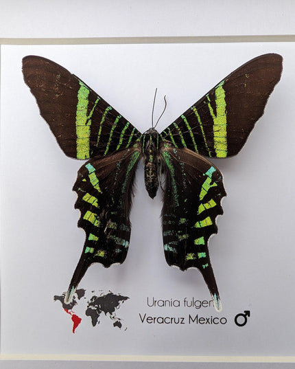 Framed Urania Swallowtail Moth, Ethically Sourced Taxidermy Specimen
