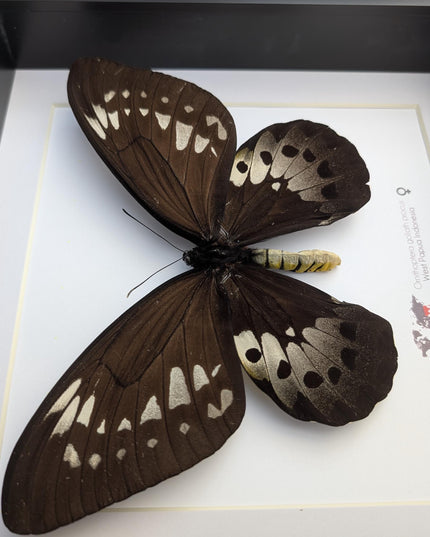 Framed Goliath Birdwing Butterfly, Ornithoptera goliath procus, Entomology Gift