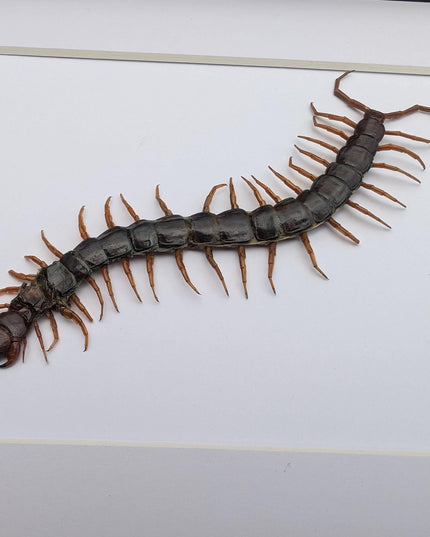 Taxidermy Red-Headed Centipede Display, Framed Natur Art (8x10)