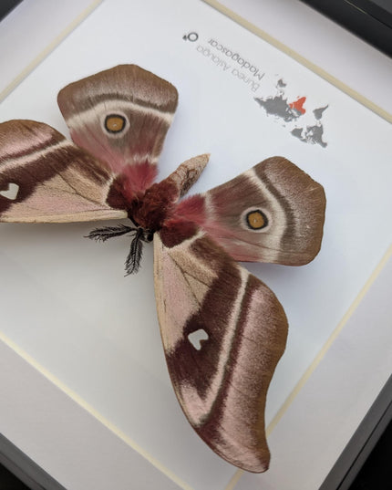 Framed madagascar emperor moth, bunaea aslauga, entomology wall art (8x8)