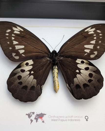 Framed Goliath Birdwing Butterfly, Ornithoptera goliath procus, Entomology Gift