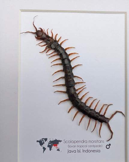 Taxidermy Red-Headed Centipede Display, Framed Natur Art (8x10)