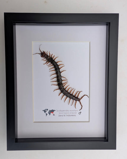 Taxidermy Red-Headed Centipede Display, Framed Natur Art (8x10)