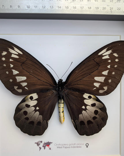 Framed Goliath Birdwing Butterfly, Ornithoptera goliath procus, Entomology Gift
